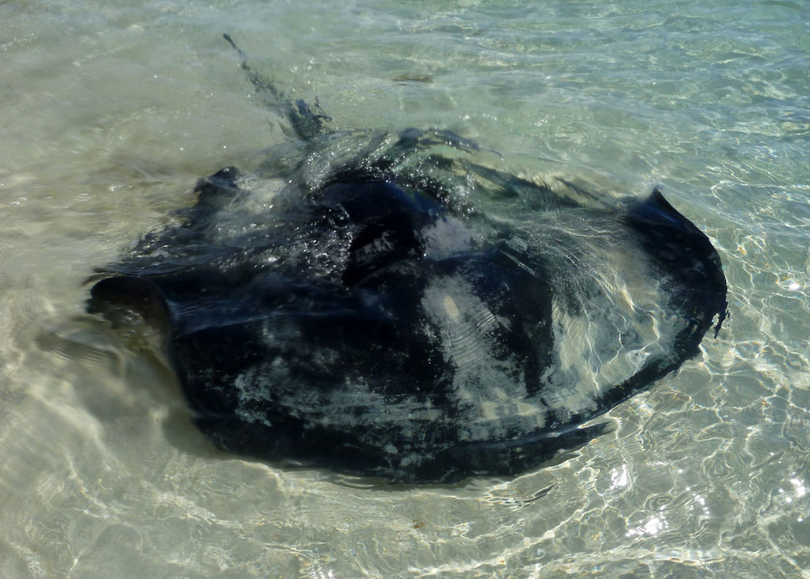 Black Stingray or Thorntail Stingray - Dasyatis thetidis ADORED by holiday-makers and locals alike, no visit to picturesque Hamelin Bay was complete without patting Stumpy the stingray. The friendliest ray in the bay, affectionately dubbed Stumpy because it had no barb, was a hit with families and particularly children, who would stroke and feed it. That was until two young fishermen speared the creature and hacked it to pieces in front of distressed and screaming beachgoers. Angry locals are now mourning the loss of Stumpy and are demanding more protection for the bay's remaining stingrays - a key tourism attraction. Authorities were powerless to act because the bay, 30 km south of Margaret River, is open to recreational fishing. WELCOME TO AUSTRALIA!!! Australia,Dasyatis thetidis,Geotagged,Summer,Thorntail stingray