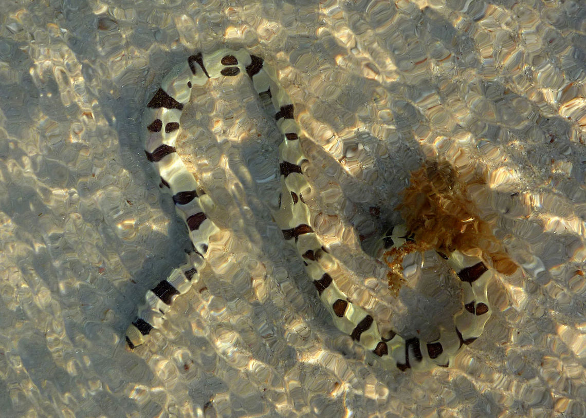 Harlequin Snake Eel Myrichthys colubrinus  Australia,Australian fish,Geotagged,Harlequin Snake Eel,Myrichthys colubrinus,Summer