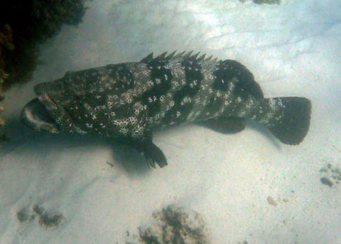 Malabar Rockcod - Epinephelus malabaricus  Australia,Epinephelus malabaricus,Geotagged,Malabar grouper