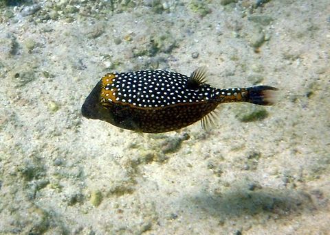 Spotted_Boxfish  Australia,Geotagged,Ostracion meleagris,White-spotted boxfish