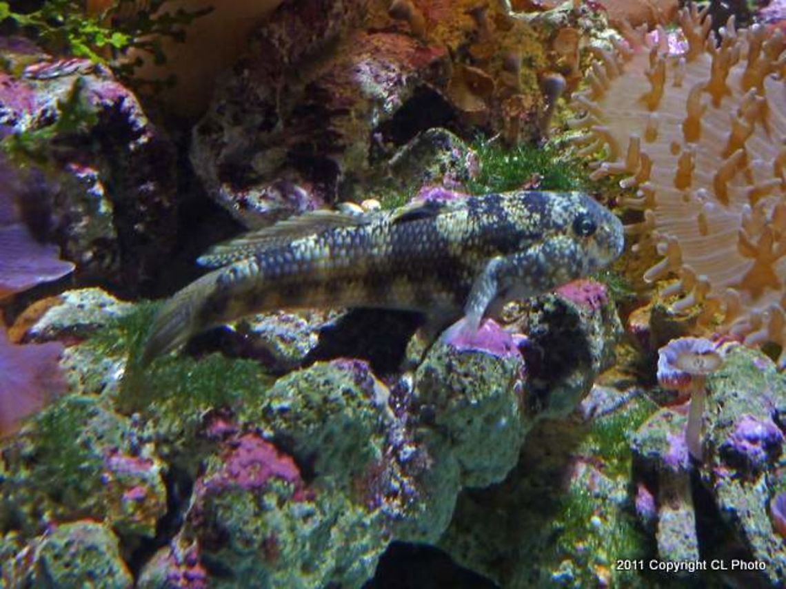 Rock_goby  Croatia,Fall,Geotagged,Gobius paganellus,Rock goby