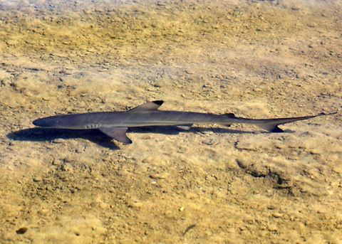 Blacktip_Reef_Shark Australia,Blacktip reef shark,Carcharhinus melanopterus,Geotagged