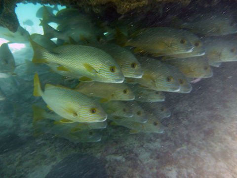 Manyline_Sweetlip  Australia,Geotagged,Many-lined Sweetlips,Plectorhinchus multivittatum,Plectorhinchus vittatus,Summer