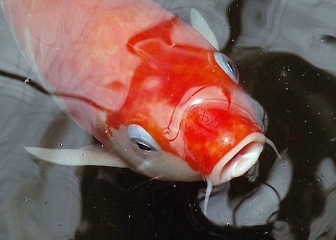 Koi  Brunei,Common carp,Cyprinus carpio,Geotagged
