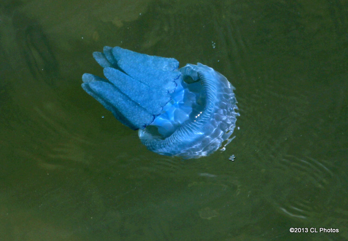Blue Blubber Jellyfish - Catostylus mosaicus  Australia,Catostylus mosaicus,Geotagged,Jelly Blubber,Summer