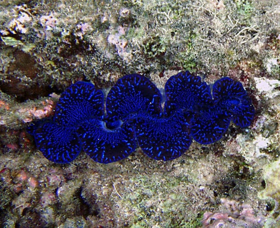 Crocus_Giant_Clam  Boring clam,Geotagged,Tridacna crocea,Vanuatu