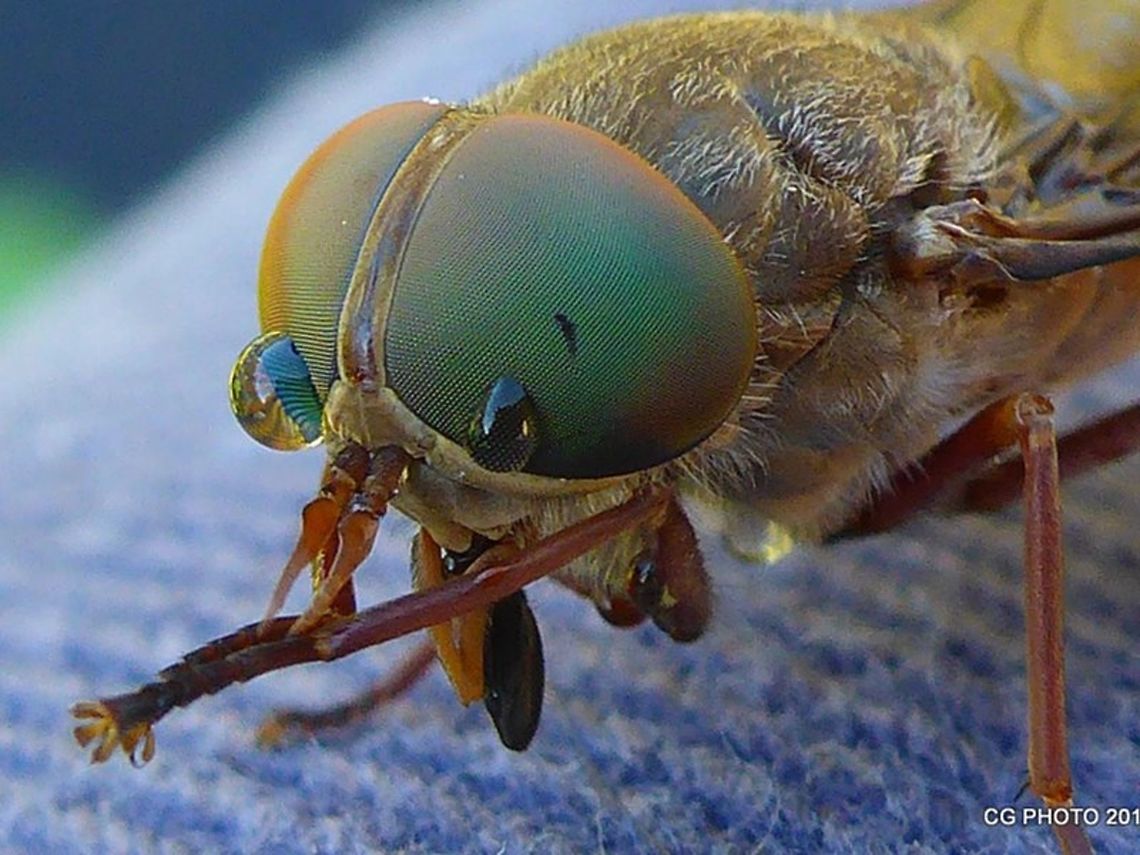 Marchfly  Australia,Geotagged