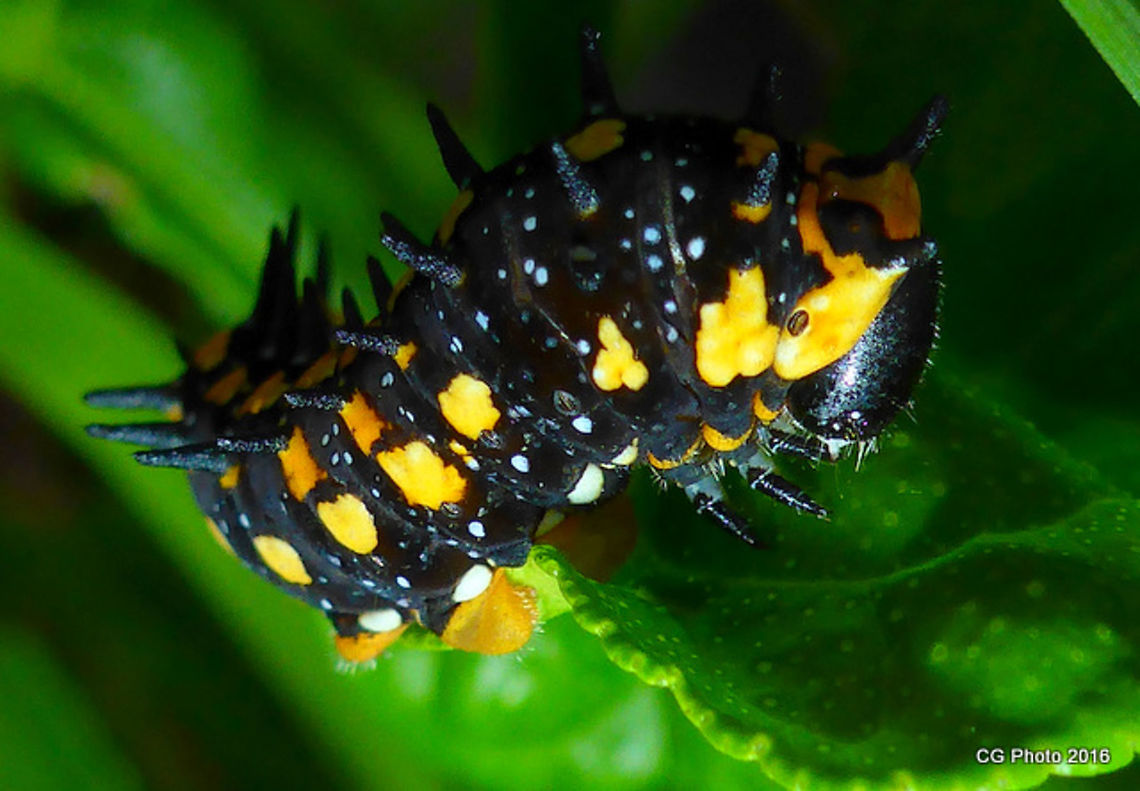 Feeding on my Orange Tree  Australia,Geotagged,Papilio anactus,Summer