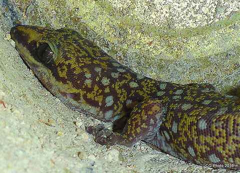 Gecko in the chicken food can http://www.arod.com.au/arod/reptilia/Squamata/Gekkonidae/Oedura/monilis
Ocellated Velvet Gecko, Oedura monilis
http://www.jungledragon.com/image/36829 Australia,Geotagged,Ocellated Velvet Gecko,Oedura monilis,Oedura tryoni,Queensland,Southern Spotted Velvet Gecko,Summer