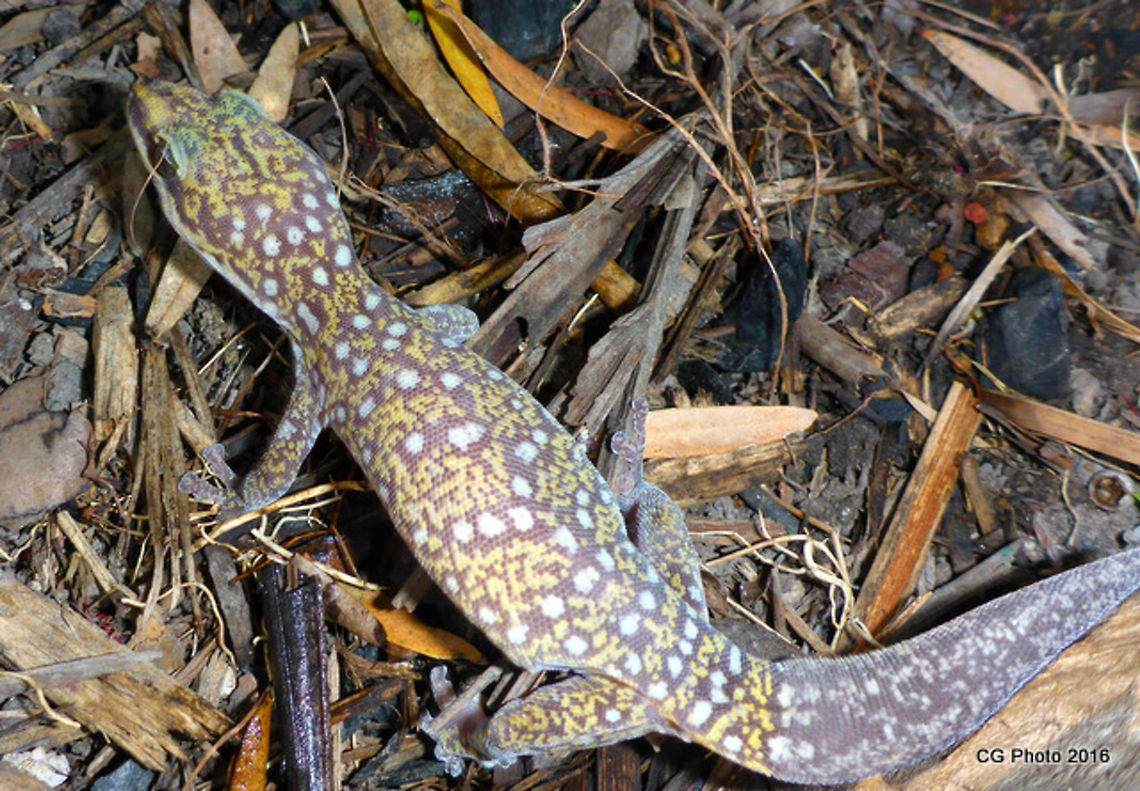 Run free little Gecko Ocellated Velvet Gecko, Oedura tryoni Australia,Geotagged,Oedura tryoni,Southern Spotted Velvet Gecko,Summer
