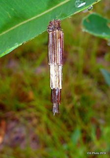 Tower Case Moth - Lepidoscia arctiella These Caterpillars construct a case around themselves using silk. Most camouflage it with pieces of material from their environment, often characteristically chosen and arranged by that species. They have an anterior hole in the case through which the head and thorax protrude while feeding. They have a posterior hole for excretion. They pupate within their case, generally after securing the front to a twig securely with silk, so that it swings freely. In some species the adult female is wingless, and remains in her case for the male to visit her. She actually lays her eggs in the case.  (http://lepidoptera.butterflyhouse.com.au/psyc/psychidae.html) 
 Australia,Geotagged,Lepidoscia arctiella,Summer,Tower Case Moth