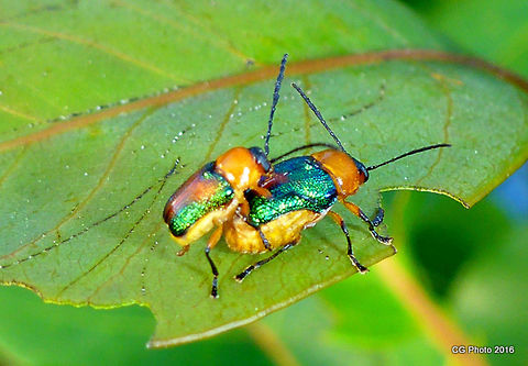 And a little bit of fun.. Iridescent Leaf Cylinder Beetle - Aporocera iridipennis
http://www.brisbaneinsects.com/brisbane_leafbeetles/IridescentCylinder.htm
 Aporocera iridipennis,Australia,Geotagged,Iridescent cylinder leaf beetle,Summer