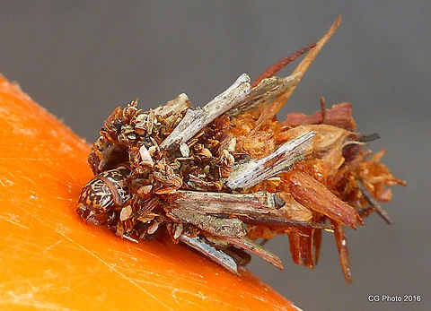 Case Moth in my kayak.  Australia,Geotagged,Summer