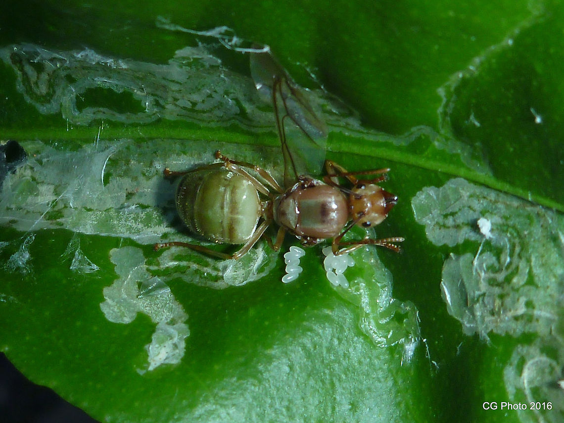 Queen of the Green Tree Ants <figure class="photo"><a href="https://www.jungledragon.com/image/37148/lets_work_together.html" title="Let's work together"><img src="https://s3.amazonaws.com/media.jungledragon.com/images/2766/37148_thumb.JPG?AWSAccessKeyId=05GMT0V3GWVNE7GGM1R2&Expires=1769040010&Signature=v1R3OeB7abknYOCUi%2FgNpHZ4eqA%3D" width="200" height="138" alt="Let's work together Queen http://www.jungledragon.com/image/37146/queen_of_the_green_tree_ants.html<br />
http://www.jungledragon.com/image/37147/queen_of_the_green_tree_ants.html <br />
 Oecophylla smaragdina" /></a></figure> Australia,Geotagged,Oecophylla smaragdina,Summer