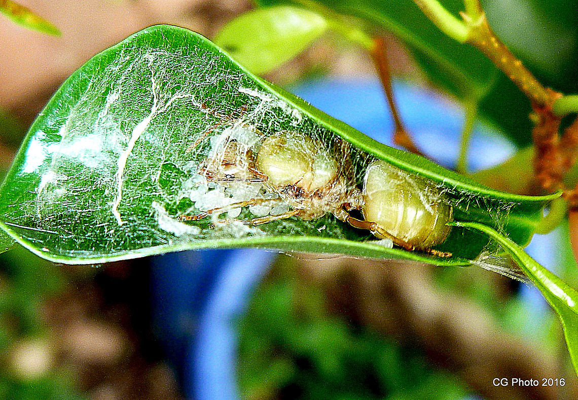 Queen of the Green Tree Ants <figure class="photo"><a href="https://www.jungledragon.com/image/37148/lets_work_together.html" title="Let's work together"><img src="https://s3.amazonaws.com/media.jungledragon.com/images/2766/37148_thumb.JPG?AWSAccessKeyId=05GMT0V3GWVNE7GGM1R2&Expires=1769040010&Signature=v1R3OeB7abknYOCUi%2FgNpHZ4eqA%3D" width="200" height="138" alt="Let's work together Queen http://www.jungledragon.com/image/37146/queen_of_the_green_tree_ants.html<br />
http://www.jungledragon.com/image/37147/queen_of_the_green_tree_ants.html <br />
 Oecophylla smaragdina" /></a></figure> Australia,Geotagged,Oecophylla smaragdina,Summer
