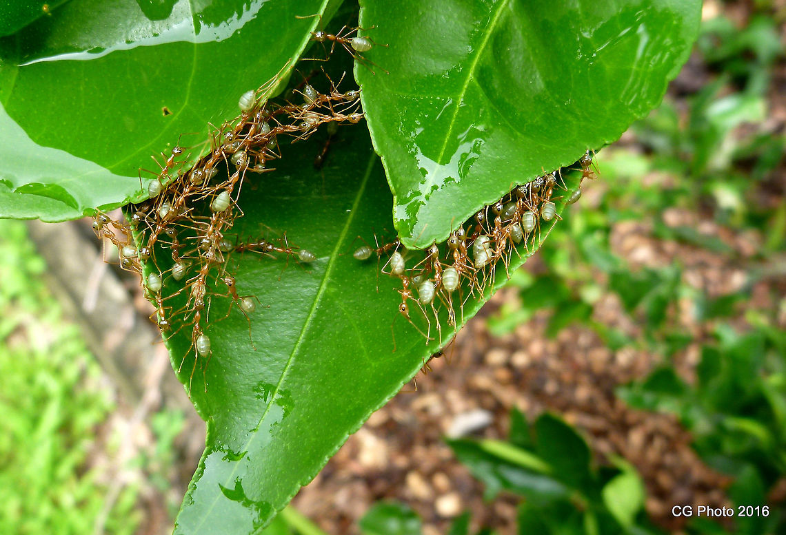 Let's work together Queen <figure class="photo"><a href="https://www.jungledragon.com/image/37146/queen_of_the_green_tree_ants.html" title="Queen of the Green Tree Ants"><img src="https://s3.amazonaws.com/media.jungledragon.com/images/2766/37146_thumb.JPG?AWSAccessKeyId=05GMT0V3GWVNE7GGM1R2&Expires=1759968010&Signature=FIEiiTre%2B7hHjAvhrGoriyHu8Xg%3D" width="200" height="150" alt="Queen of the Green Tree Ants http://www.jungledragon.com/image/37148/lets_work_together.html Australia,Geotagged,Oecophylla smaragdina,Summer" /></a></figure><br />
<figure class="photo"><a href="https://www.jungledragon.com/image/37147/queen_of_the_green_tree_ants.html" title="Queen of the Green Tree Ants"><img src="https://s3.amazonaws.com/media.jungledragon.com/images/2766/37147_thumb.JPG?AWSAccessKeyId=05GMT0V3GWVNE7GGM1R2&Expires=1759968010&Signature=GPdiKm8rhTHuL54%2BsLxfYgDxBgQ%3D" width="200" height="140" alt="Queen of the Green Tree Ants http://www.jungledragon.com/image/37148/lets_work_together.html Australia,Geotagged,Oecophylla smaragdina,Summer" /></a></figure> <br />
 Oecophylla smaragdina