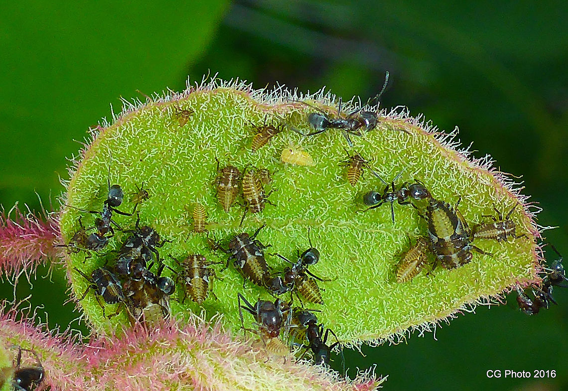 At the Farm.. THE ANT FARM!  Australia,Fall,Geotagged