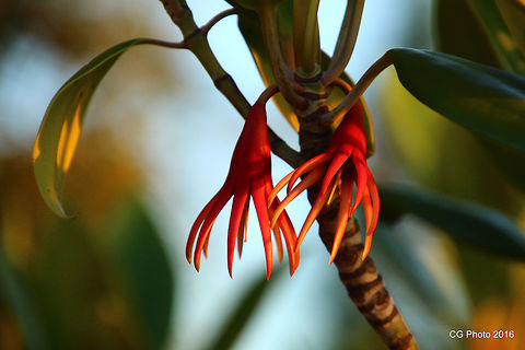 Mangrove Tree Flower Queensland has 39 mangroves species and hybrids with nine found nowhere else in the country. All, however, occur elsewhere including the rich mangrove flora of New Guinea just across Torres Strait. In the past, these areas have been periodically united during periods of lower sea level. Australia,Fall,Geotagged