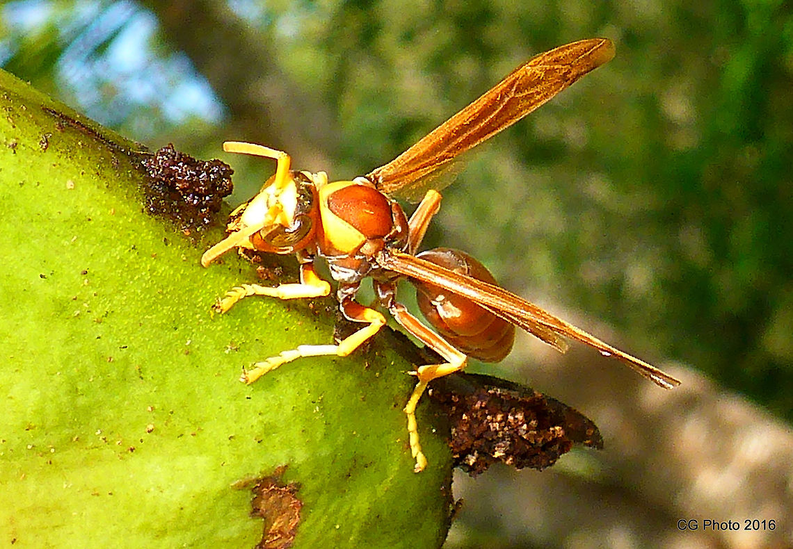 WASP? Some kind of paper wasp around 25-30 mm long..  Australia,Fall,Geotagged