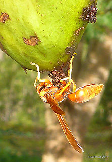 From the other side..  Australia,Fall,Geotagged