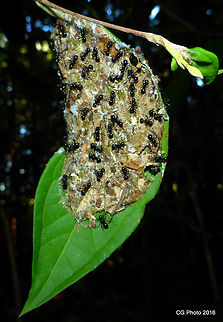 Black Weaver Ants - Polyrhachis australis  Australia,Geotagged,Polyrhachis australis,Summer