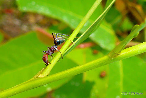 Large Purple Meat Ant - Iridomyrmex purpureus  Australia,Geotagged,Iridomyrmex purpureus,Meat ant