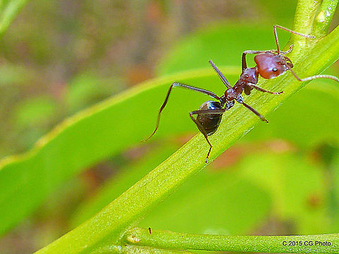 Large Purple Meat Ant - Iridomyrmex purpureus  Australia,Geotagged,Iridomyrmex purpureus,Meat ant,Summer