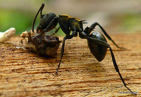 Golden-tailed Spiny Ant - Polyrhachis ammon  Australia,Geotagged,Polyrhachis ammon,Spring