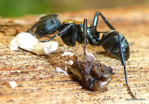 Golden-tailed Spiny Ant - Polyrhachis ammon  Australia,Geotagged,Polyrhachis ammon