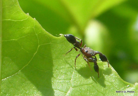 Graceful Rhombonotus OR Ant Mimicking Jumping Spider Rhombonotus gracilis  Australia,Geotagged,Rhombonotus,Rhombonotus gracilis,Summer