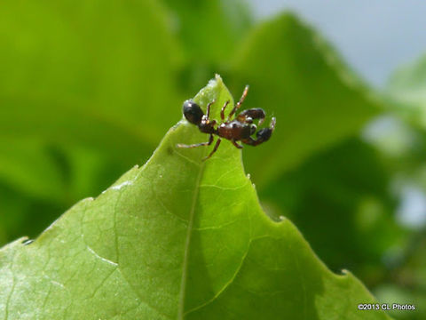 Graceful Rhombonotus OR Ant Mimicking Jumping Spider  Australia,Geotagged,Rhombonotus,Rhombonotus gracilis