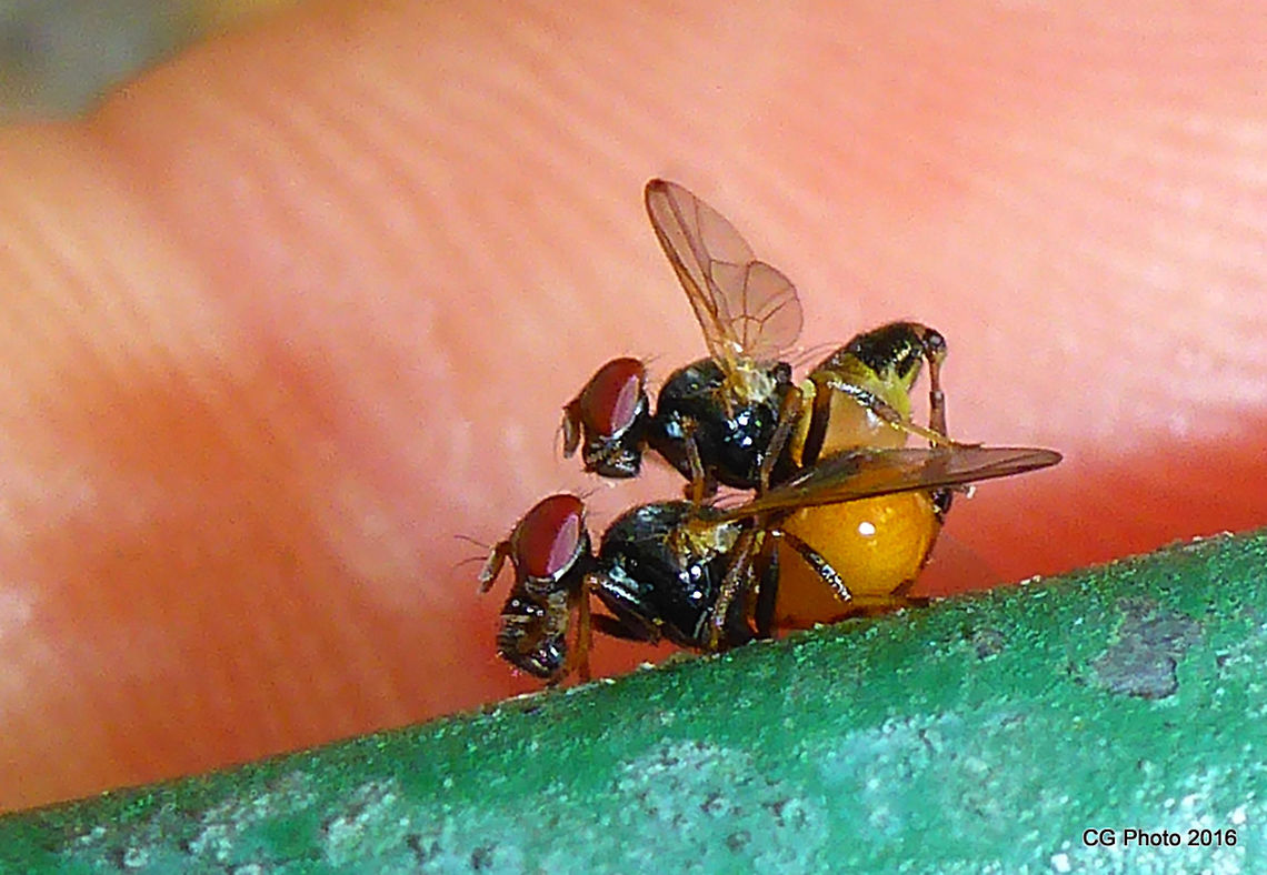 Gas Mask Flies (Ulidiidae sp) Australia,Geotagged,Summer