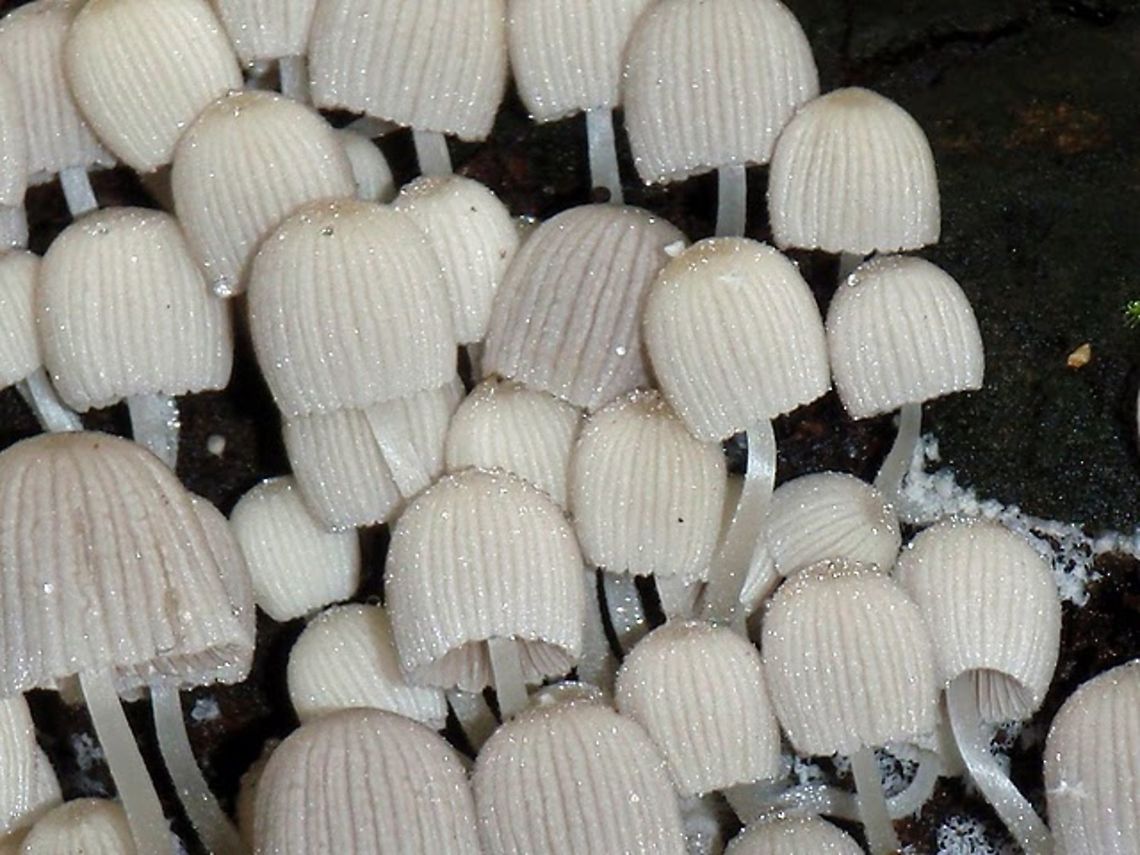 Fairy Ink Cap - Coprinus disseminatus  Australia,Coprinellus disseminatus,Geotagged