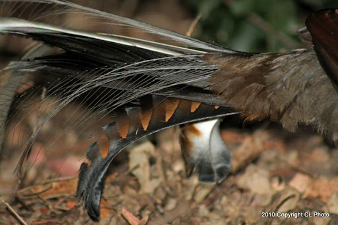 Superb_Lyrebird_or_Weringerong3 MIMICRY They are magnificent mimicker of other birds and noises. Often in the morning you may think you are surrounded by a multitude of bird species, to find out you have been fooled by a lyrebird. Car noises, chainsaws, dogs and other noises are no problem for this excellent imitator The mimicry, though used in the mating courtship is heard all year round. It is said to be the way the male lyrebird tells others this is his territory, much like the Kookaburras &quot;laugh&quot; COURTSHIP DISPLAY OF THE MALE One of the great exhibitions of the Australian forests is the courtship display of the male superb lyrebird Firstly he builds a small mound (of dirt) upon which he stands so he is better seen and heard He then spreads his magnificent tail feathers up and over his head into the Lyre shape The tail is only spread and displayed for mating courtship purposes He then sings to his intended, his own songs and mimicking other birds and noises As he sings he moves about (dances) to attract the females attention<br />
<br />
Notes:<br />
<br />
David Attenborough presents the amazing lyre bird song in his films... Australia,Geotagged,Menura novaehollandiae,Superb Lyrebird