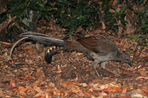 Superb_Lyrebird_or_Weringerong  Australia,Geotagged,Menura novaehollandiae,Superb Lyrebird
