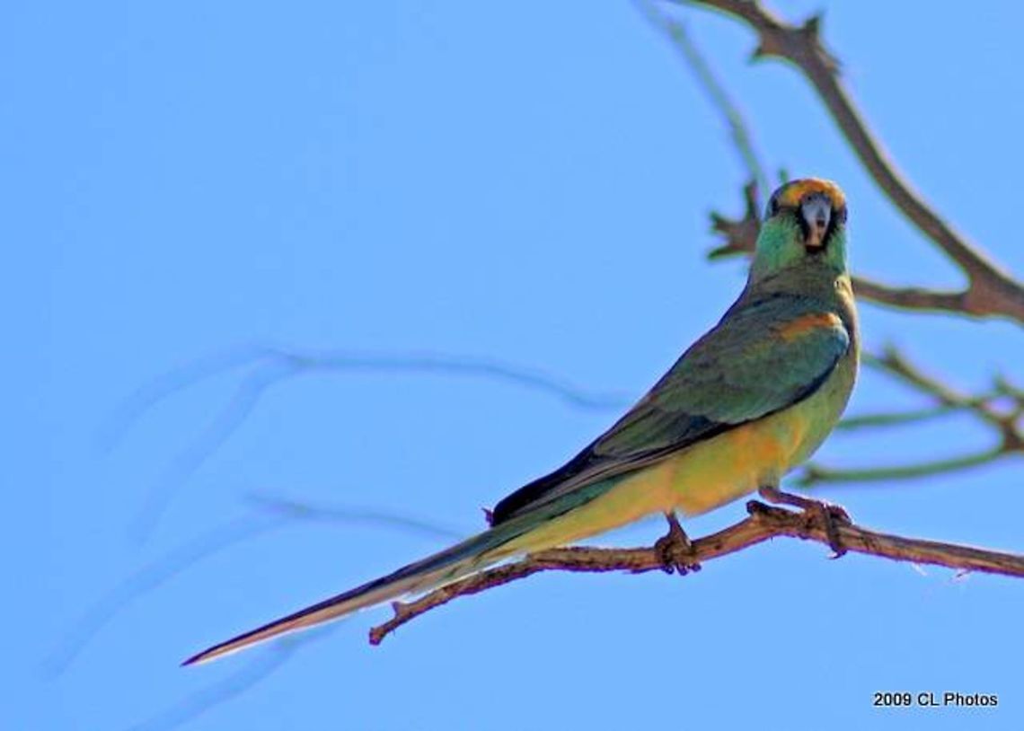 Female Mulga Parrot - Psephotus varius  Australia,Geotagged,Mulga parrot,Psephotus varius,Summer