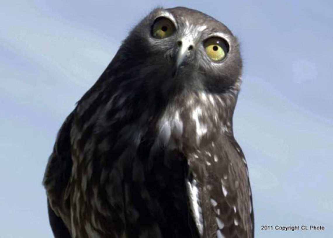 Barking Owl - Ninox connivens The Barking Owl has two main calls, both distinctive and unmistakable. The first is a double-noted, dog-like &quot;wook-wook&quot;, and the second is a wavering human-like scream. Australia,Barking owl,Geotagged,Ninox connivens
