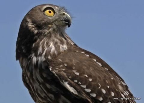 Barking Owl Ninox connivens  Australia,Australian,Australian Birds,Barking owl,Geotagged,Ninox connivens,Spring