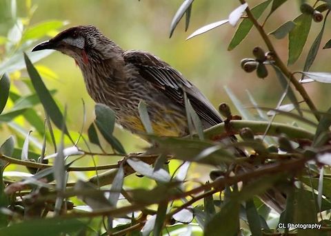 Red Wattlebird - Anthochaera carunculata  Anthochaera carunculata,Australia,Geotagged,Red Wattlebird,Summer
