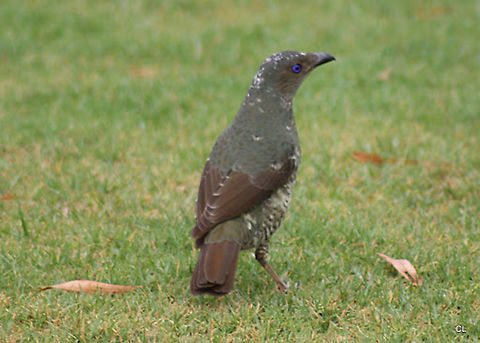 Satin Bowerbird ( FEMALE ) Ptilonorhynchus violaceus  Australia,Geotagged,Ptilonorhynchus violaceus,Satin Bowerbird