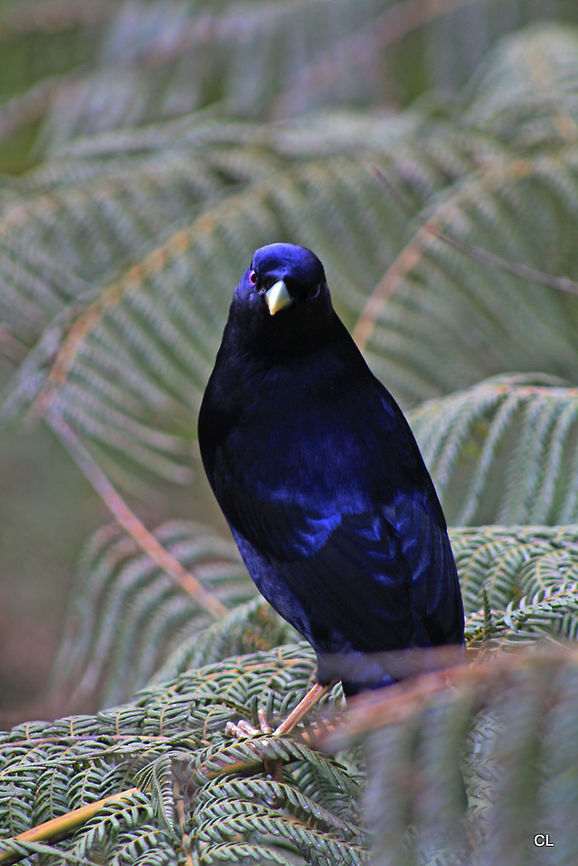 Satin Bowerbird ( MALE ) Ptilonorhynchus violaceus  Australia,Geotagged,Ptilonorhynchus violaceus,Satin Bowerbird,Spring