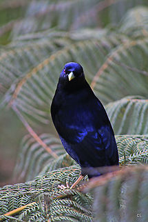 Satin Bowerbird ( MALE ) Ptilonorhynchus violaceus  Australia,Geotagged,Ptilonorhynchus violaceus,Satin Bowerbird,Spring