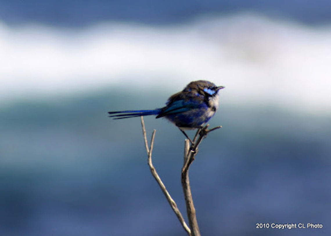 Splendid Fairy-wren - Malurus splendens  Australia,Geotagged,Malurus splendens,Splendid fairywren