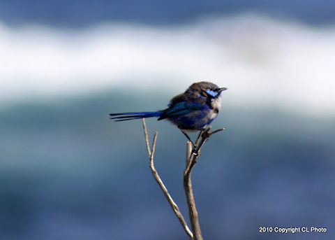 Splendid Fairy-wren - Malurus splendens  Australia,Geotagged,Malurus splendens,Splendid fairywren