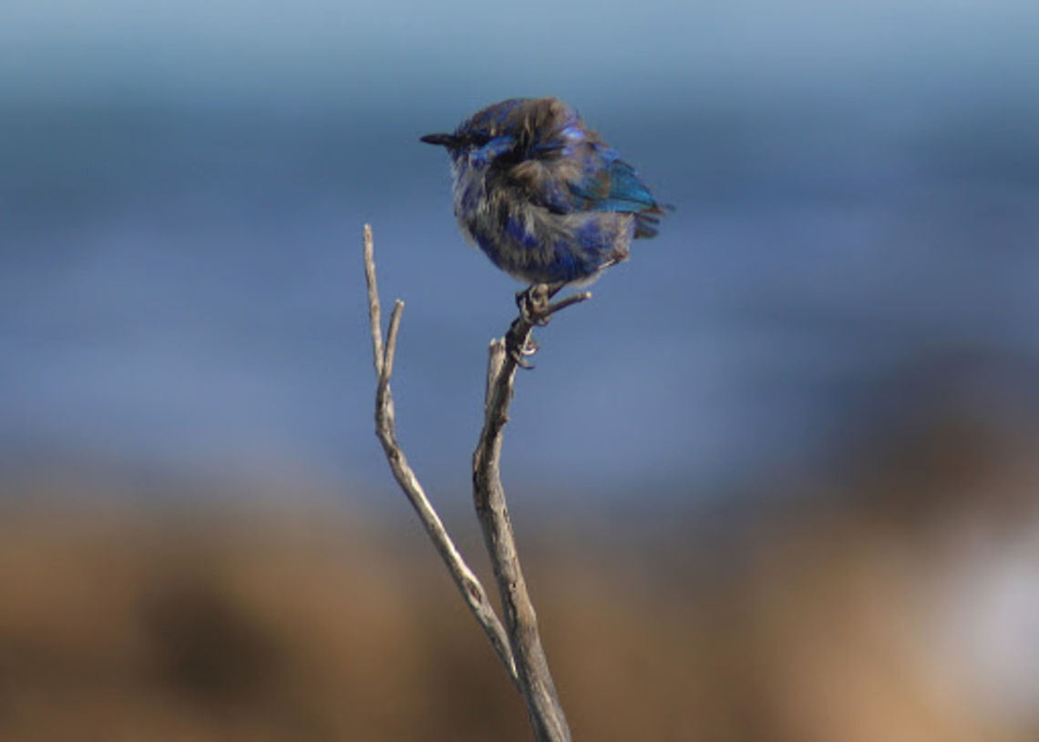 Splendid Fairy-wren (Malurus splendens_  Australia,Geotagged,Malurus splendens,Splendid fairywren