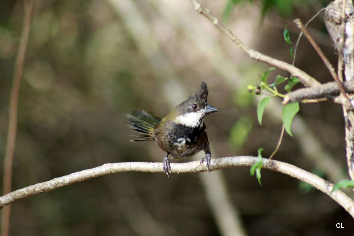Eastern Whipbird Psophodes olivaceus  Australia,Eastern Whipbird,Geotagged,Psophodes olivaceus,Spring