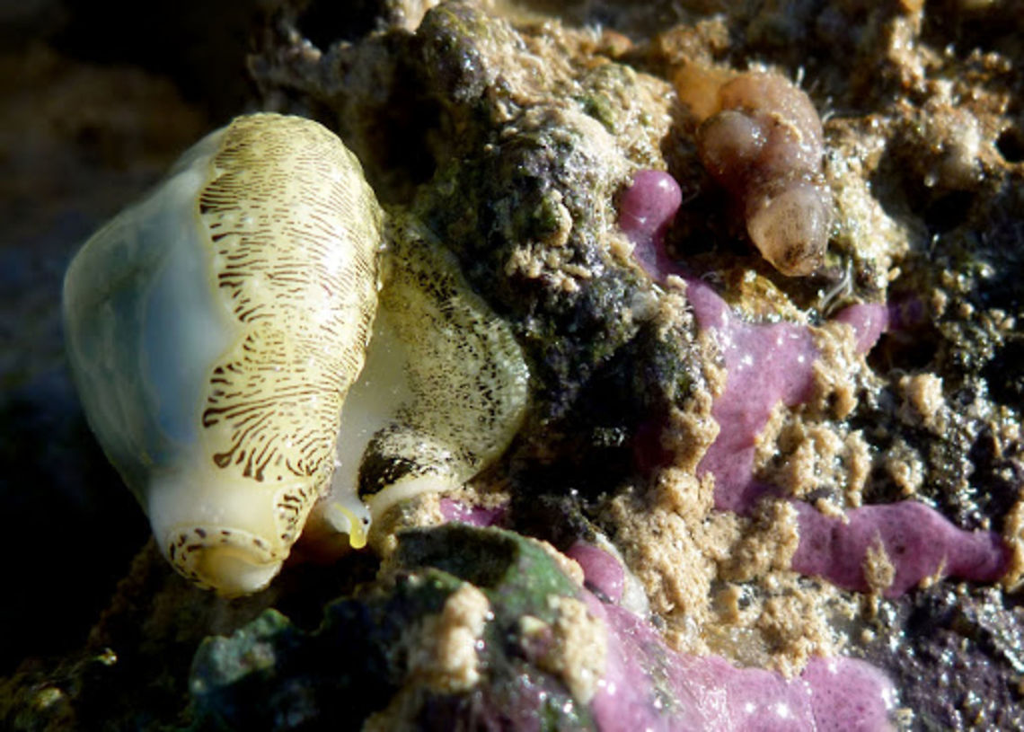 Money Shell -  Monetaria moneta  Australia,Geotagged,Monetaria moneta,Money cowry