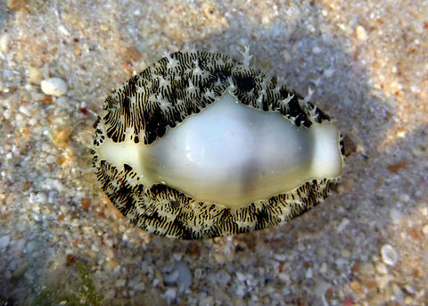 Money Shell - Monetaria moneta  Australia,Fall,Geotagged,Monetaria moneta,Money cowry