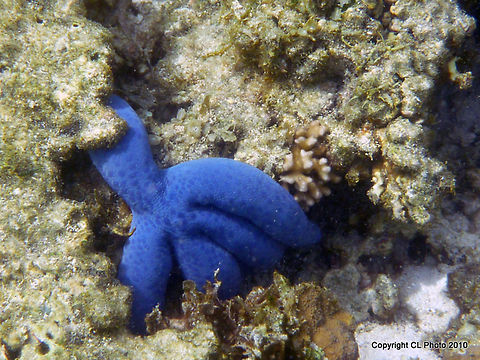 Blue Star - Linckia laevigata  Australia,Geotagged,Linckia laevigata,Summer