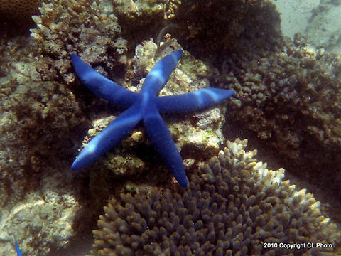 Blue Star  Linckia laevigata  Australia,Geotagged,Linckia laevigata.blue,blue star